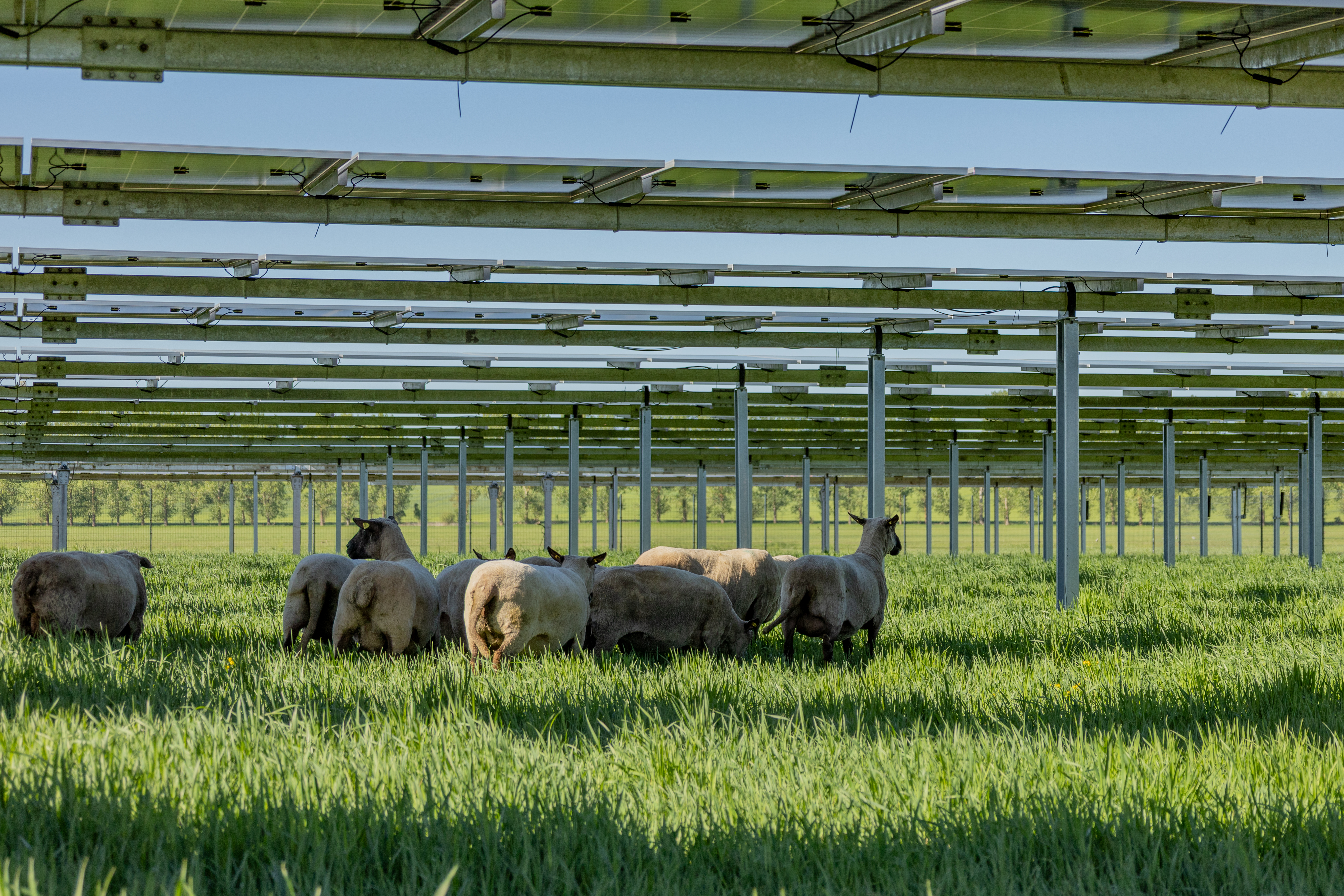 Agri-PV Projekt hero-18.jpg