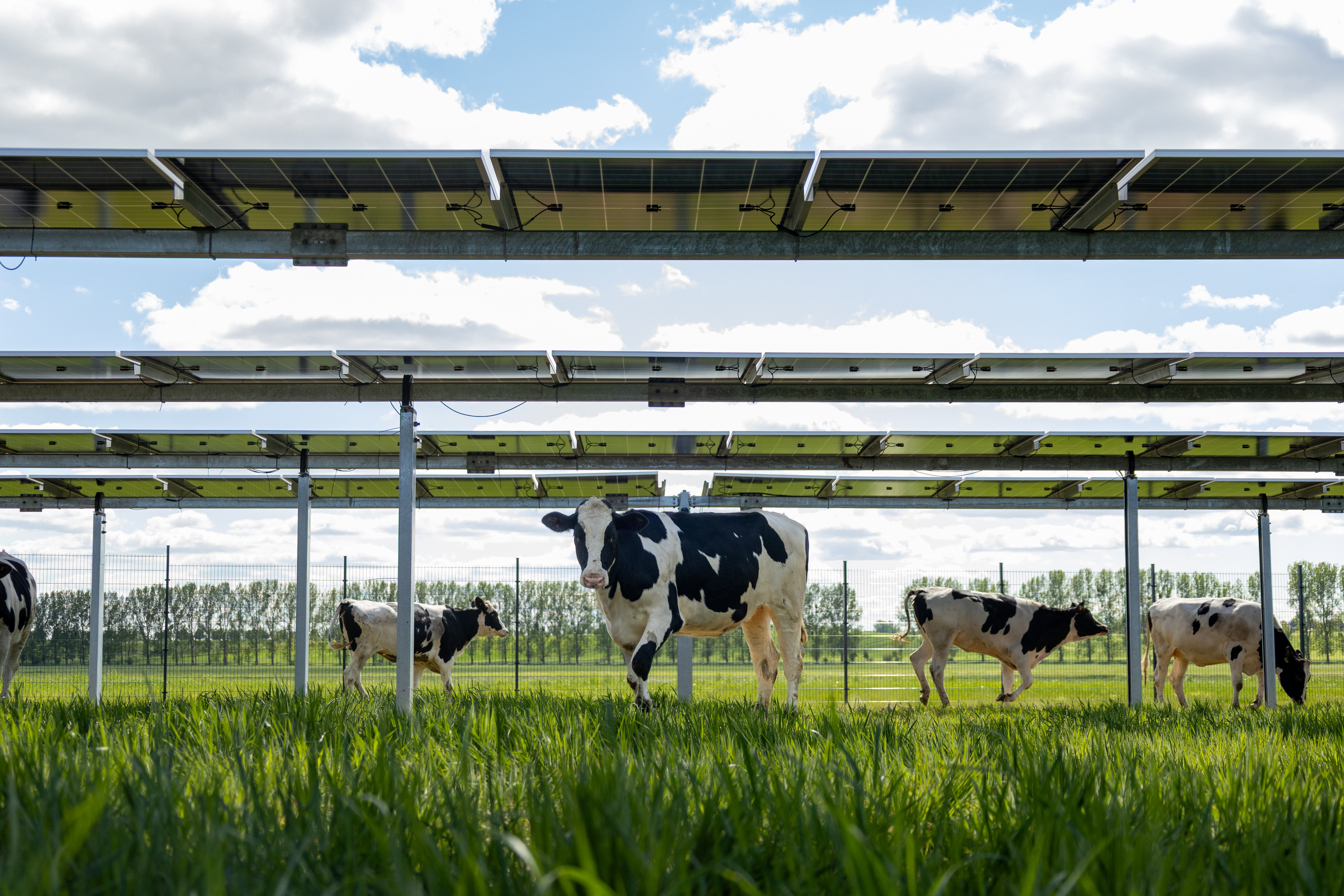 Agri-PV Projekt hero-2.jpg