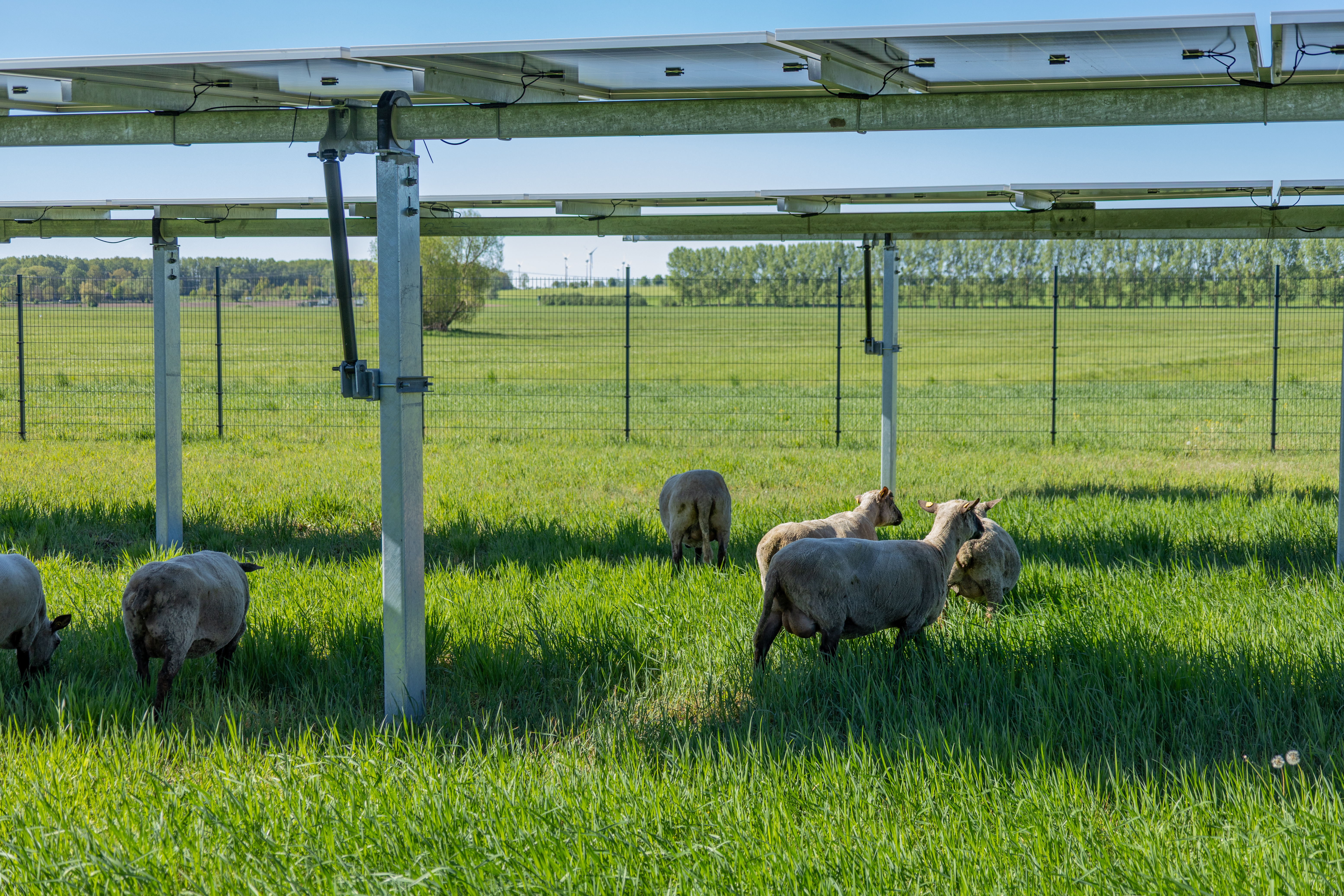 Agri-PV Projekt hero-20.jpg