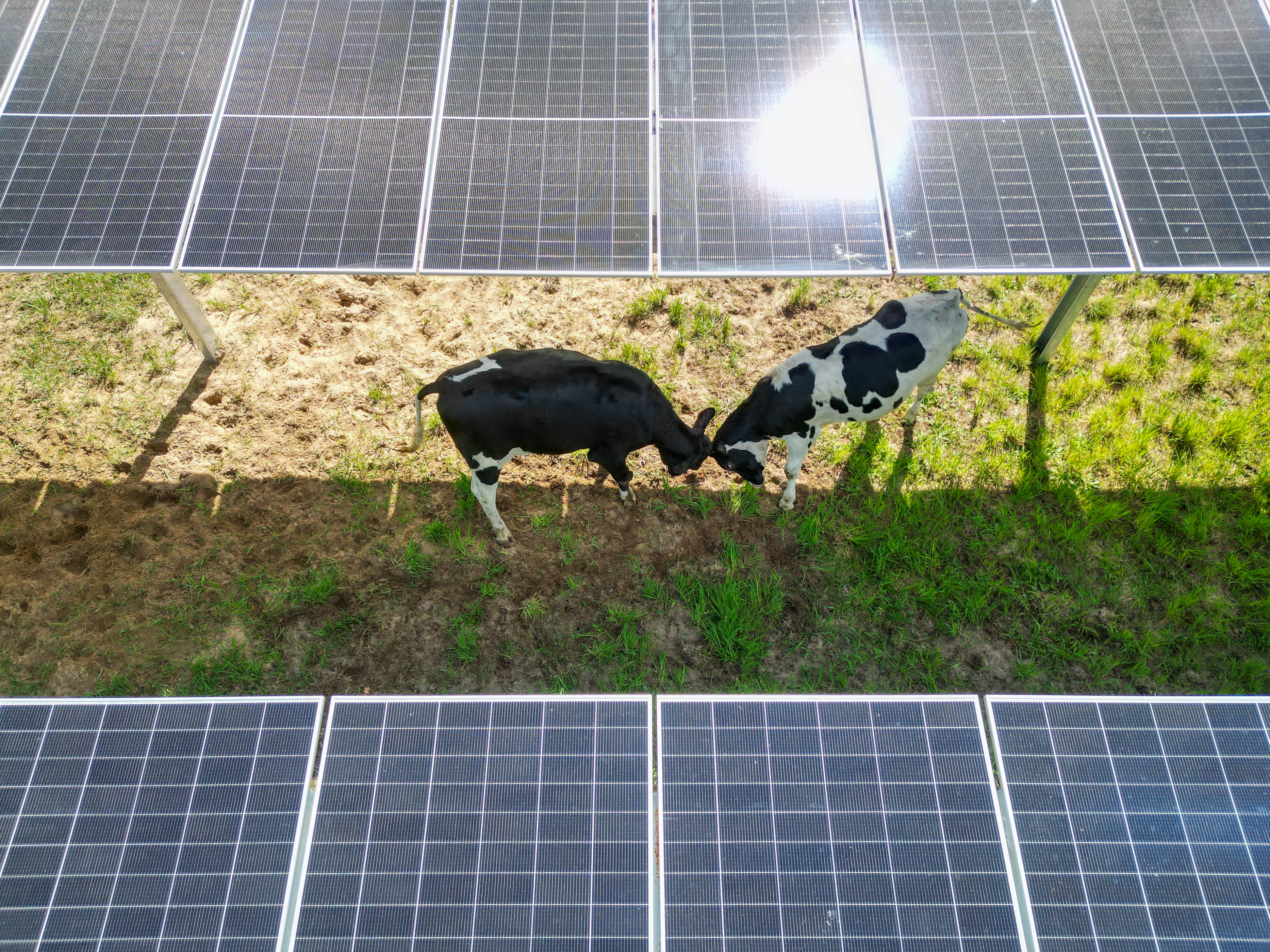 Agri-PV Projekt hero-6.jpg