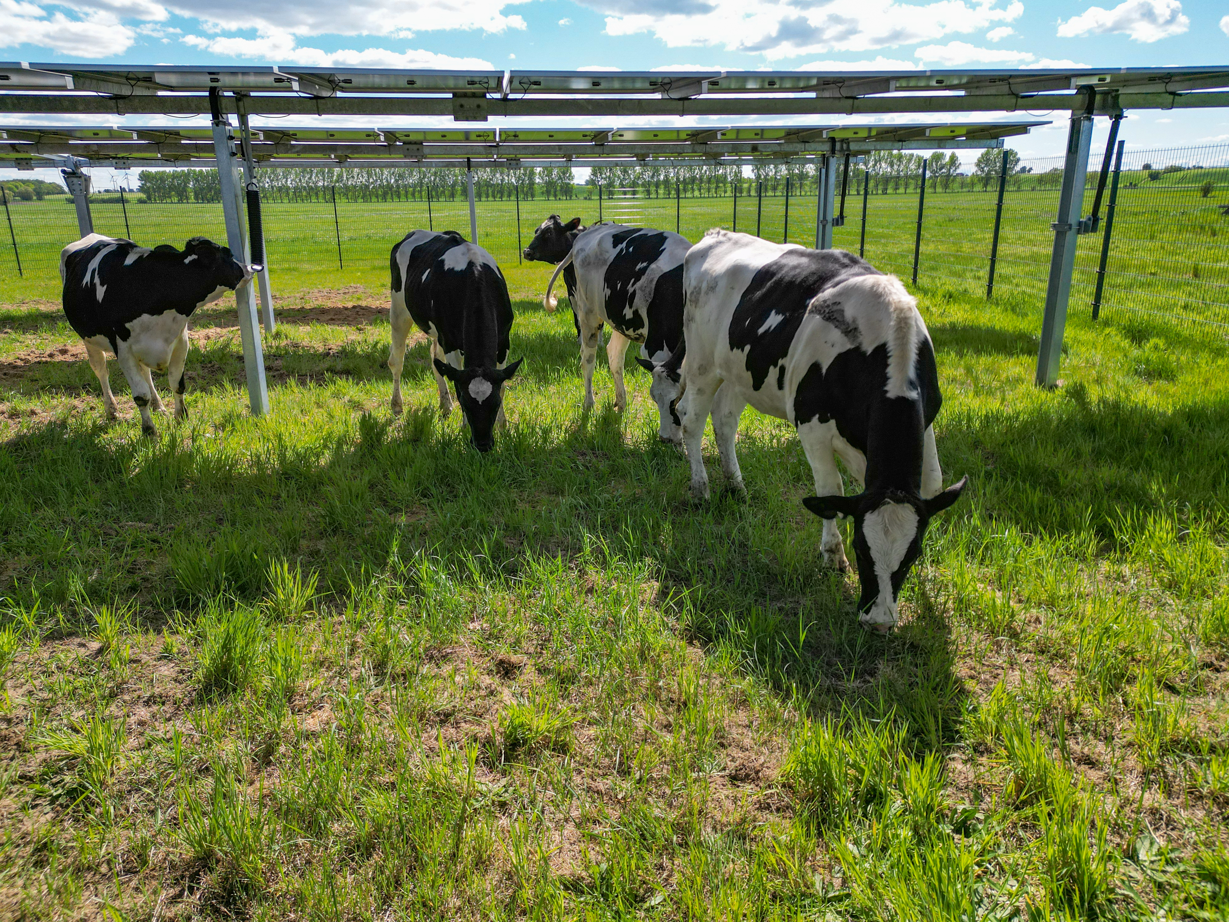 Agri-PV Projekt hero-8.jpg