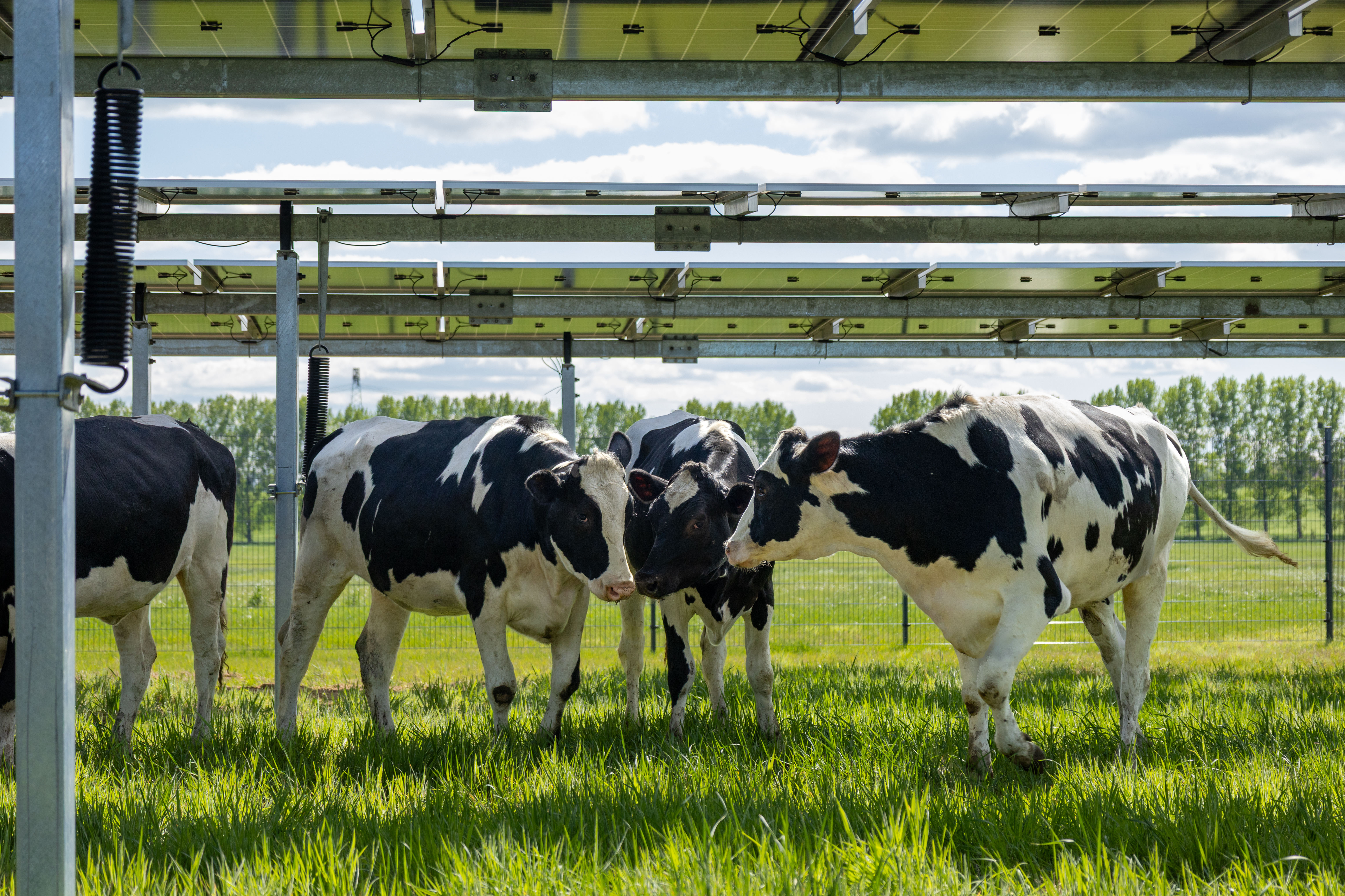 Agri-Photovoltaik 2