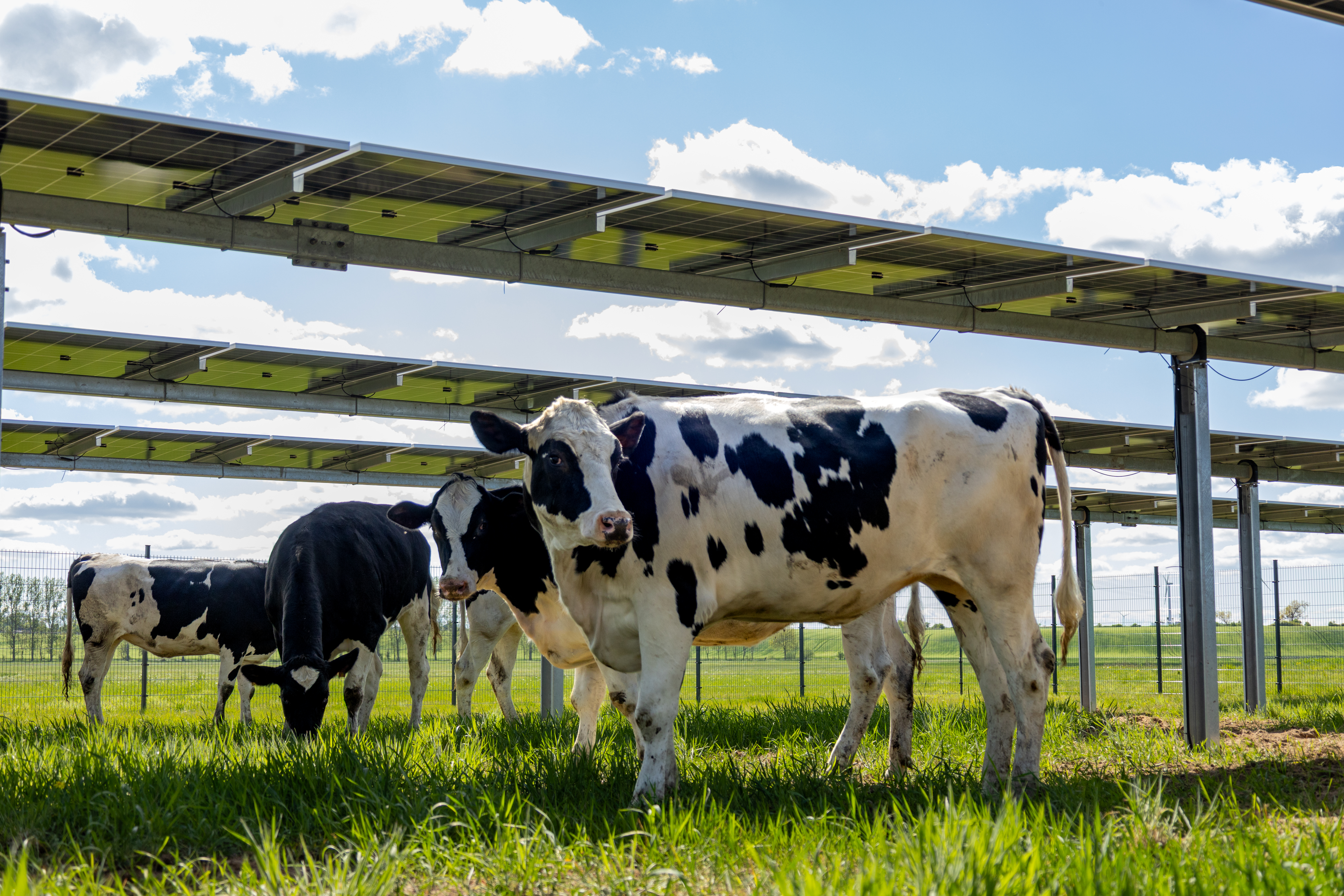 Agri-Photovoltaik 5
