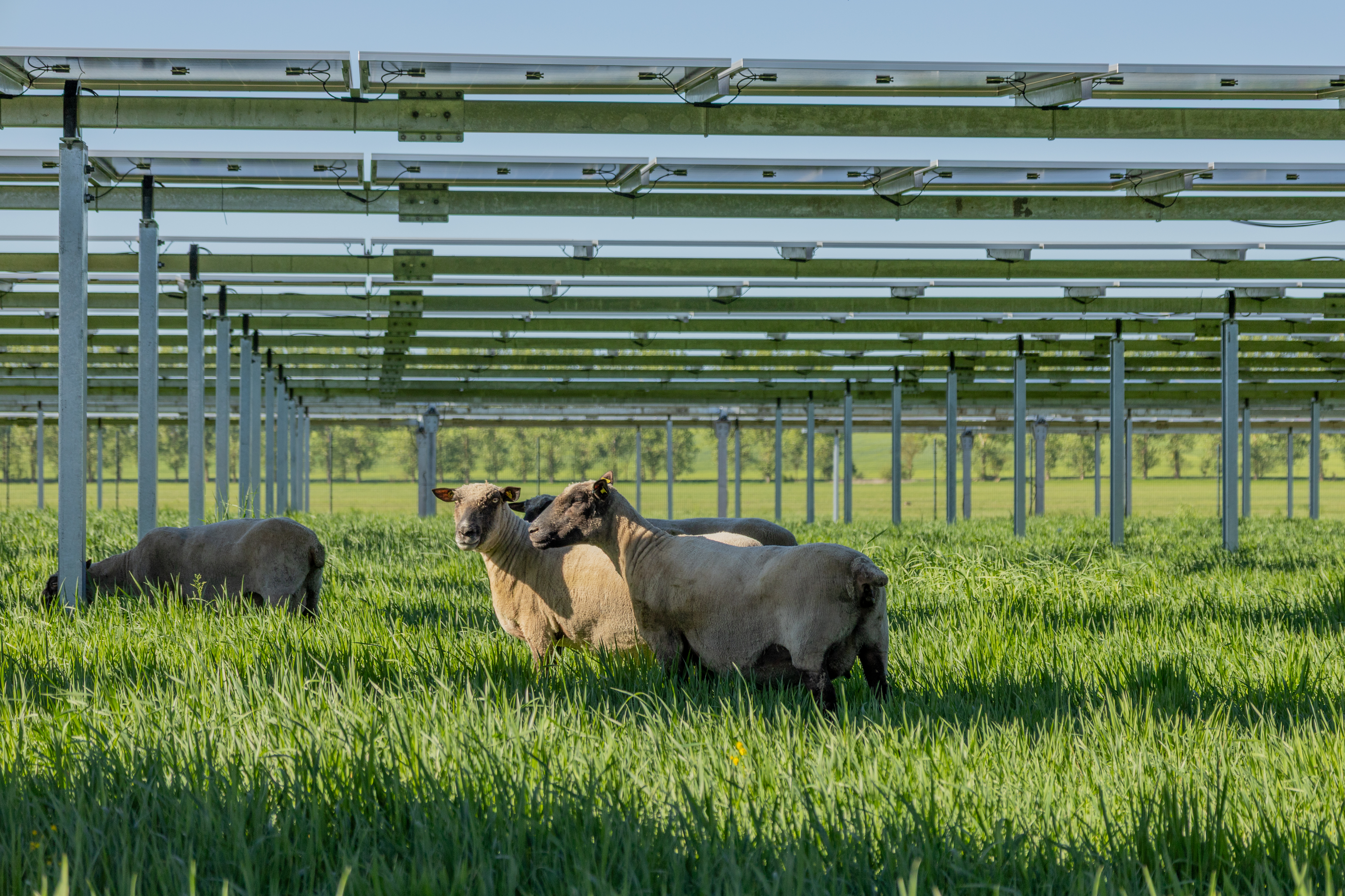 Agri-Photovoltaik 5