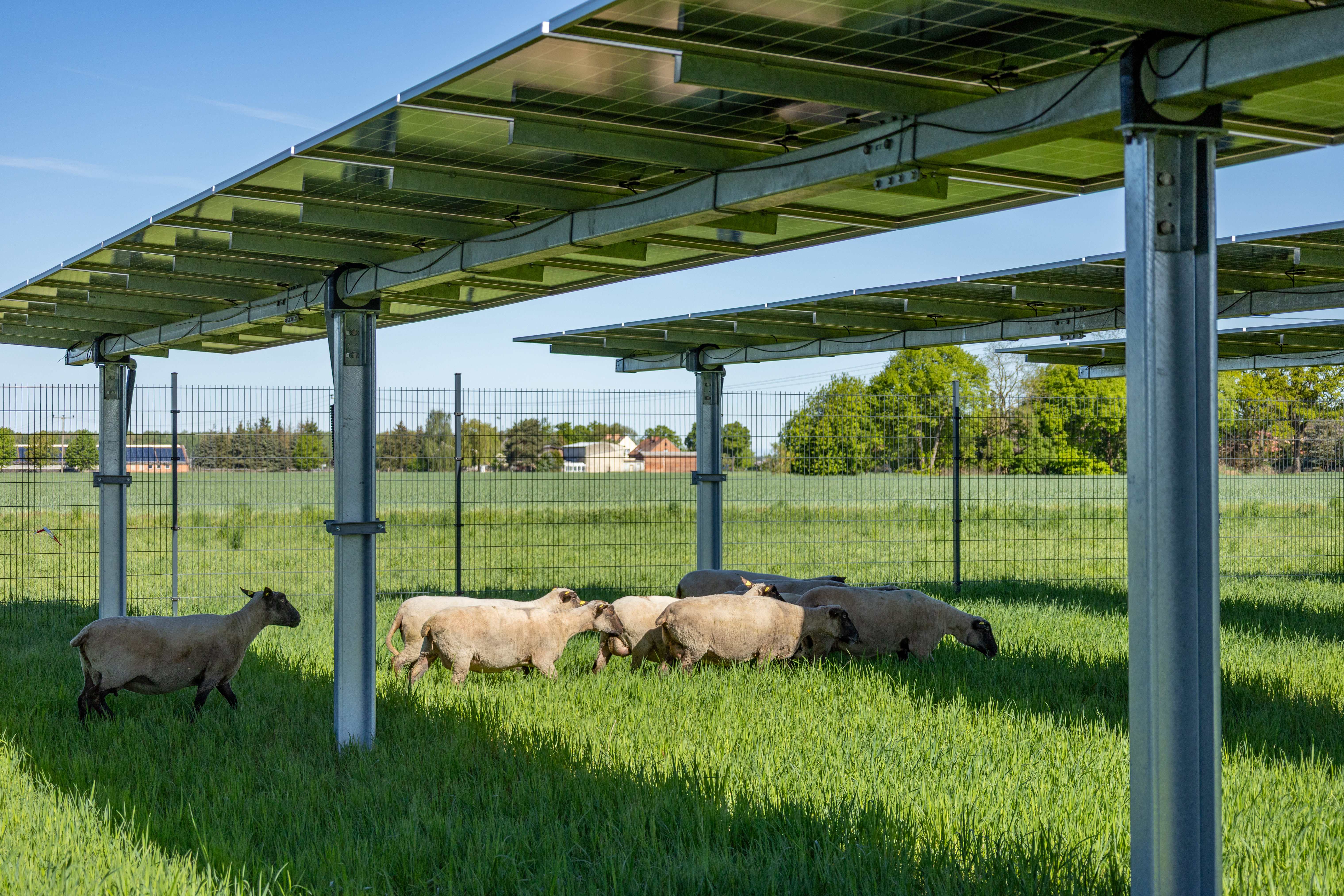 Agri-Photovoltaik 5