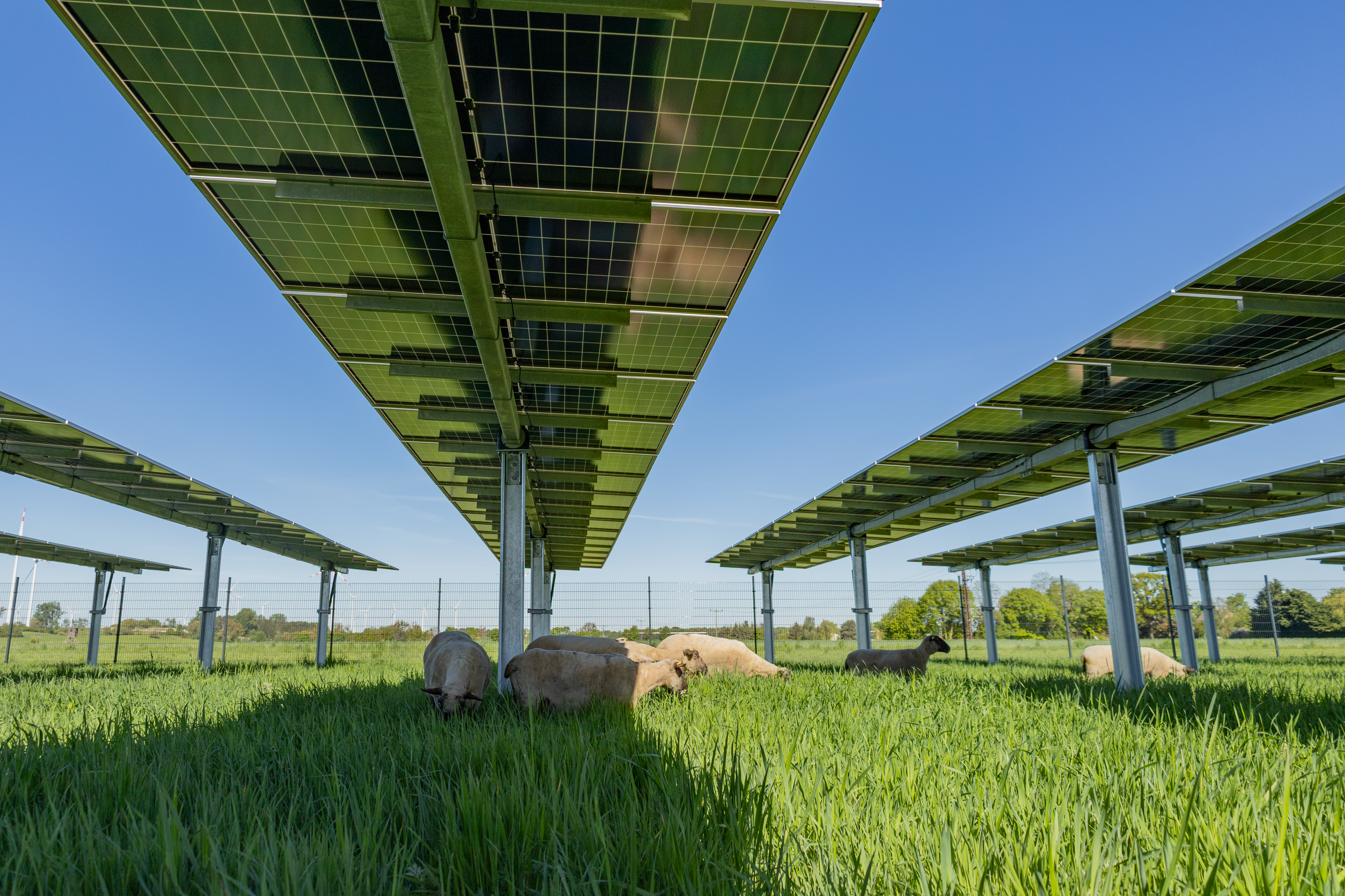 Agri-Photovoltaik 3
