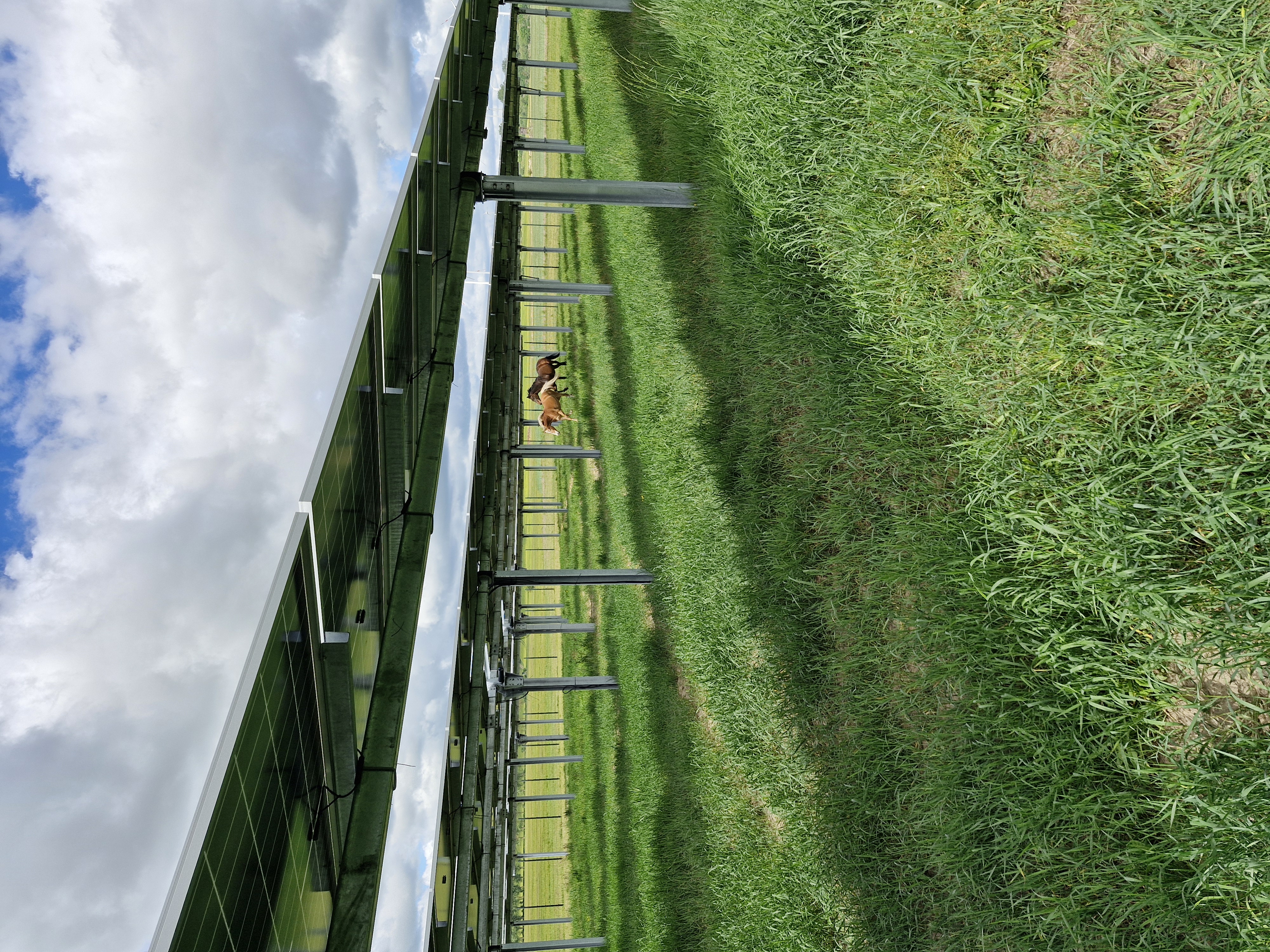 Agri-Photovoltaik 1