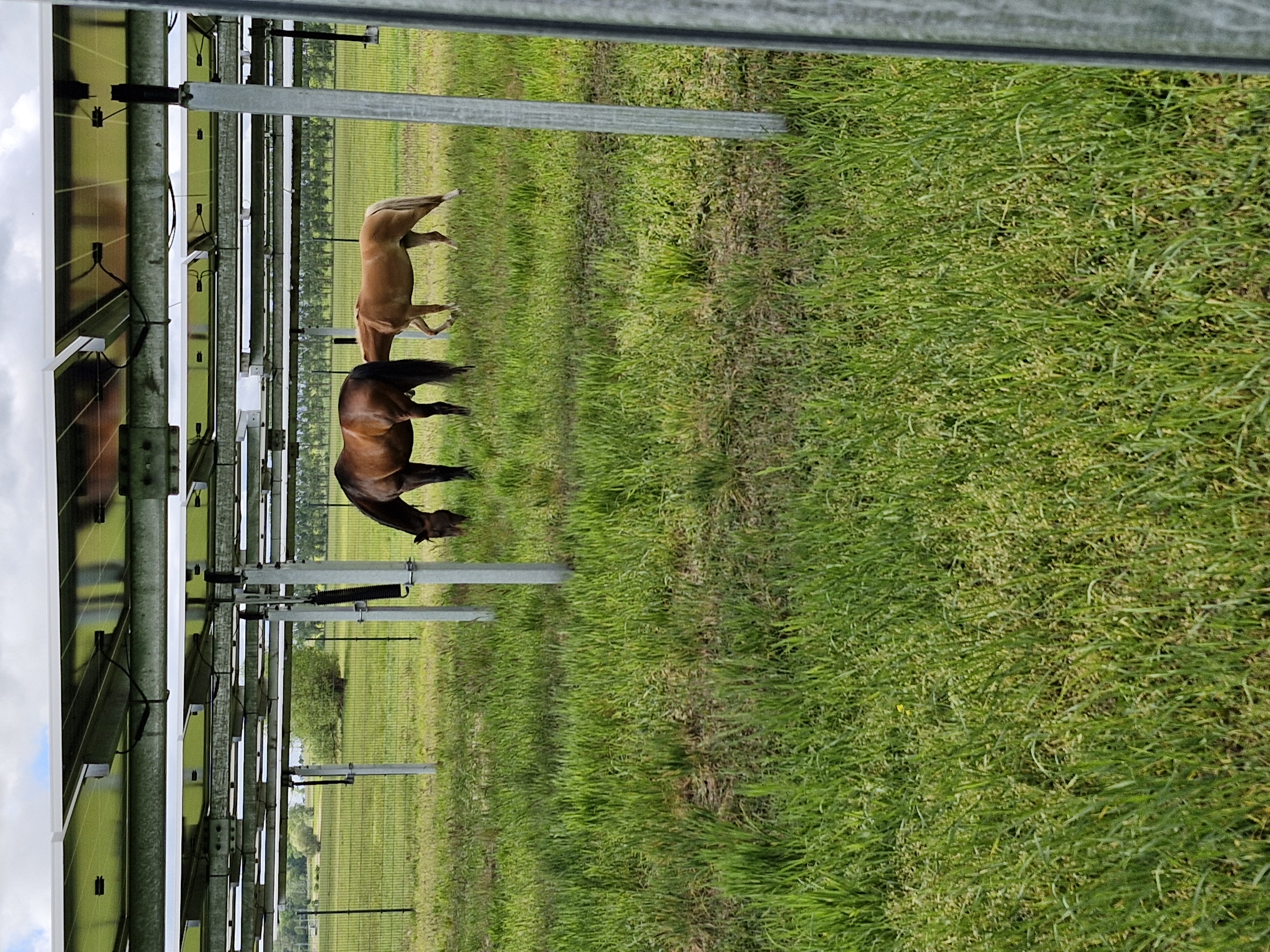 Agri-Photovoltaik 1