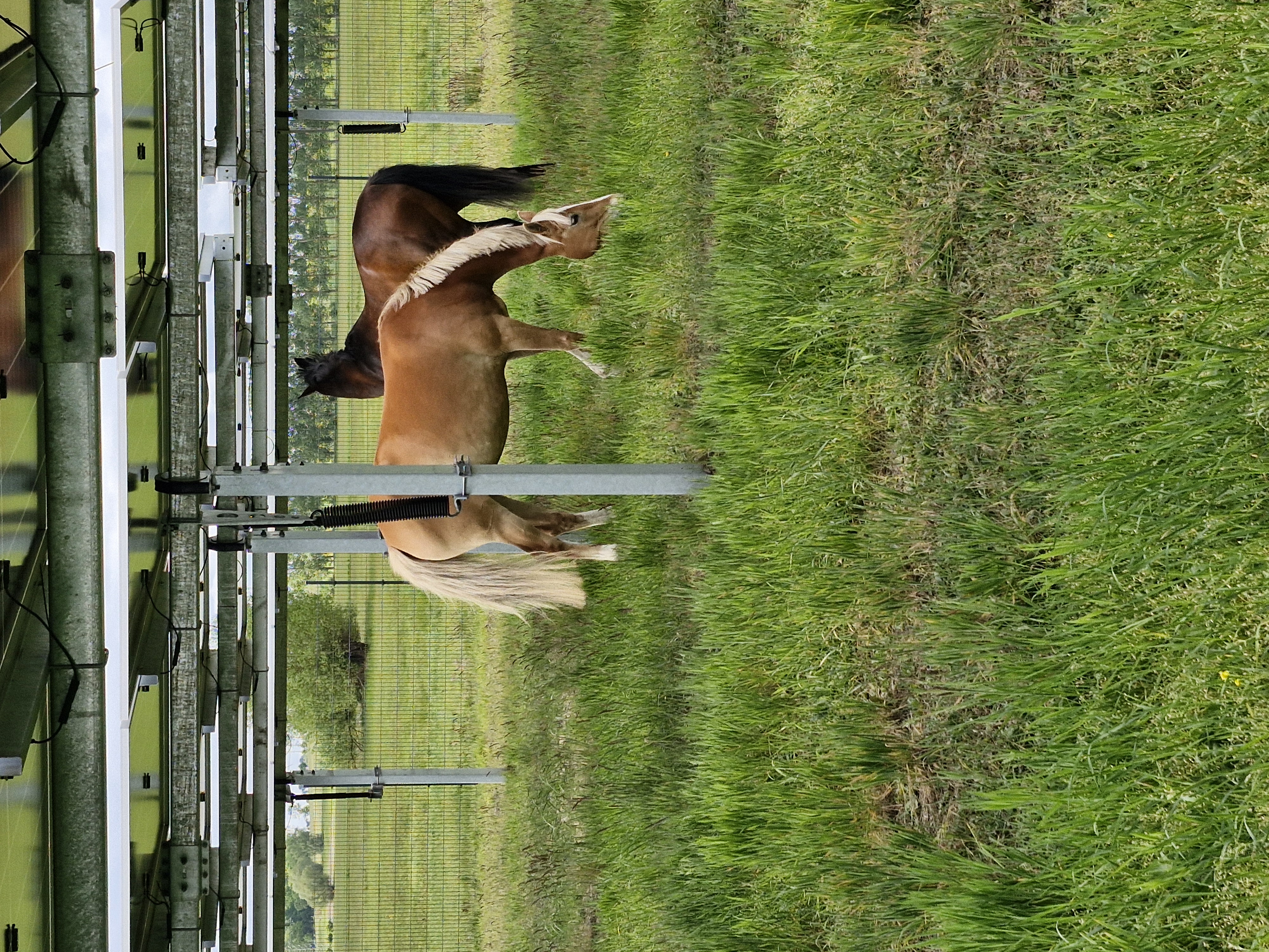 Agri-Photovoltaik 4